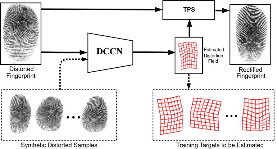 a neural network arcitecture for contactless fingerprint distortion rectification